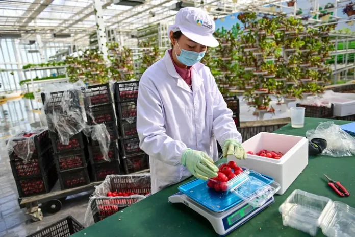China-Agriculture-Worker-Tomato-Xinhua