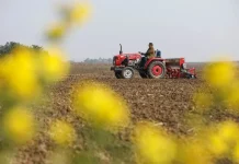 چین-ہینان-پنگ ڈنگ شان-کسان-کھیت-گندم