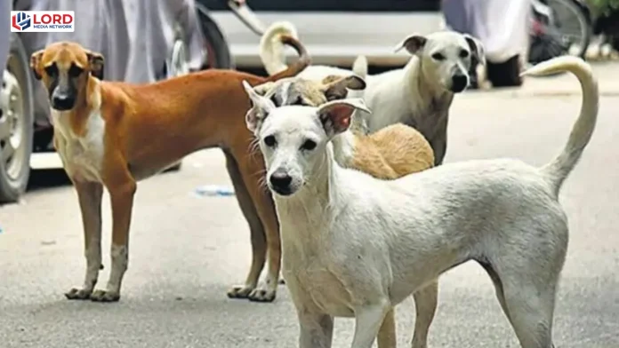 کراچی میں آوارہ کتے کے کاٹنے سے 24 سالہ شہری ریبیز کے باعث جاں بحق