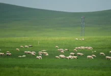 چین نے جنگلات اور چراہ گاہوں کو آتشزدگی سے بچانے کا ضابطہ جاری کر دیا