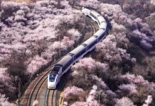 بیجنگ میں عظیم دیوار کے قریب کھلے پھولوں کے بیچ ٹرین کا گزر