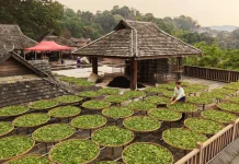 چین کے صوبے یون نان میں چائے کی پتی خشک کرنے کا روایتی موسم