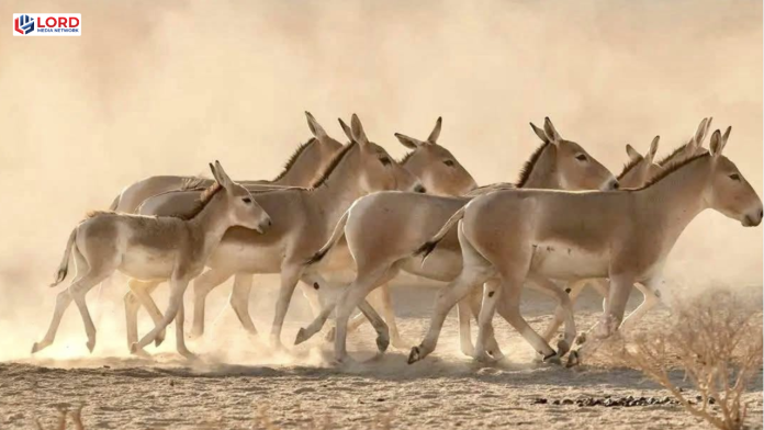 سعودی عرب میں ایک صدی بعد جنگلی گدھے کی پیدائش