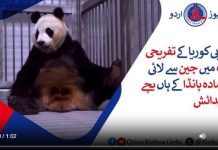 جنوبی کوریا کے تفریحی پارک میں چین سے لائی گئی مادہ پانڈا کے ہاں بچے کی پیدائش