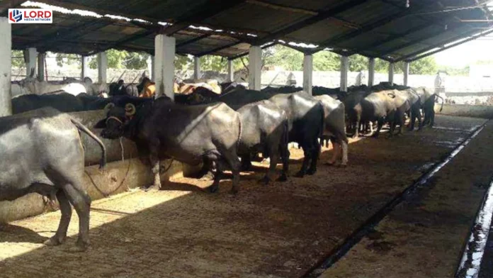 پاکستان لائیو اسٹاک شعبہ مضبوط، مویشیوں کی تعداد ریکارڈ سطح پر پہنچ گئی