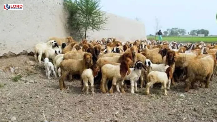 بہاولنگر میں چرواہے سے مبینہ بدفعلی، 6 ملزمان گرفتار
