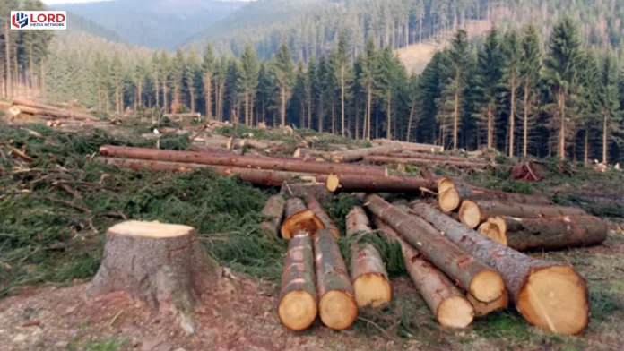 خیبرپختونخوا میں جنگلات کی کٹائی کے باعث  سیلاب کا خطرہ بڑھ گیا