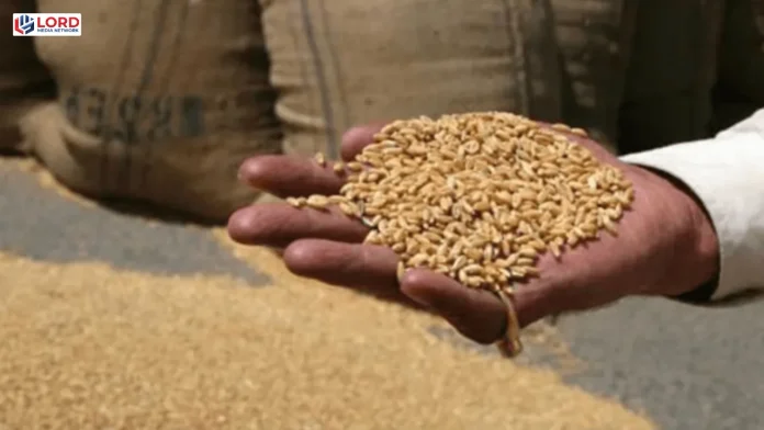 پنجاب میں گندم خریداری نظام  ناکام، قیمتیں بڑھ گئیں