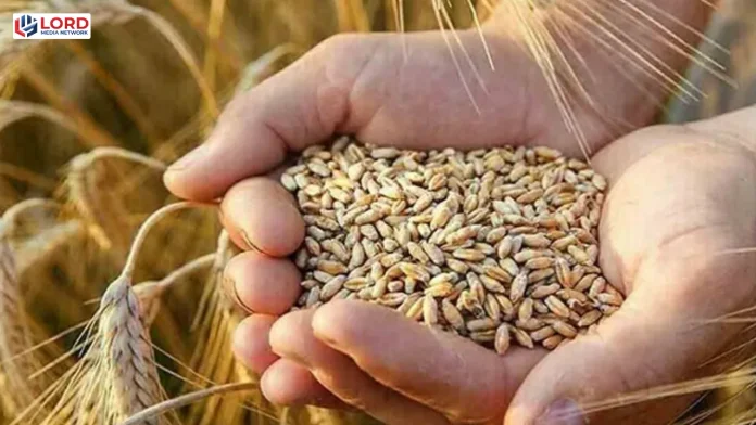 وفاقی حکومت کا 10 لاکھ میٹرک ٹن گندم درآمد کرنے کا فیصلہ