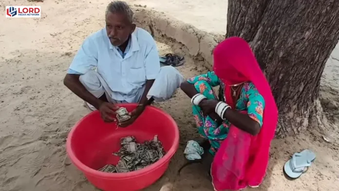 راجھستان میں کسان کے کھیت میں چھپائے لاکھوں روپے دیمک کی نذر