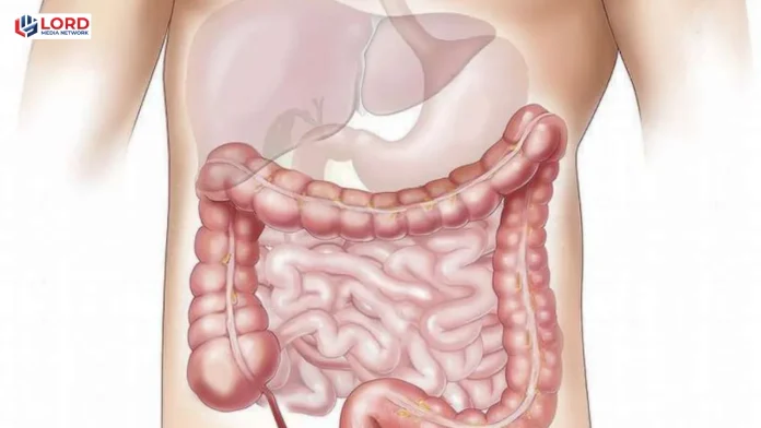 آنتوں کی سوزش میں اضافہ کرنے والی غذائیں